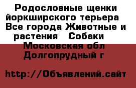 Родословные щенки йоркширского терьера - Все города Животные и растения » Собаки   . Московская обл.,Долгопрудный г.